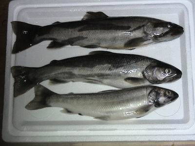 岩魚3匹