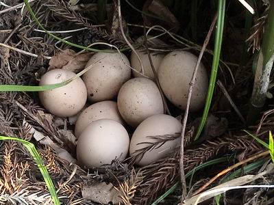 山鳥卵20080420