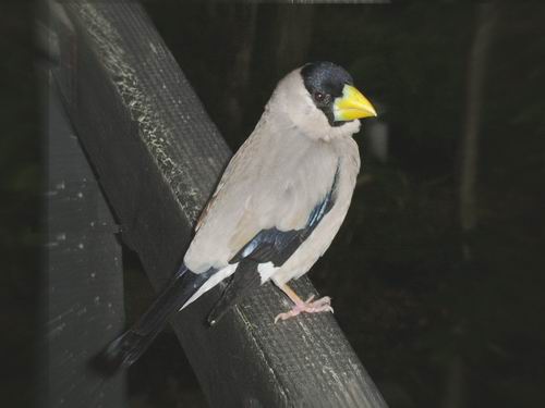 鳥1