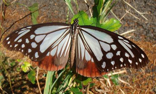 アサギマダラ200910182