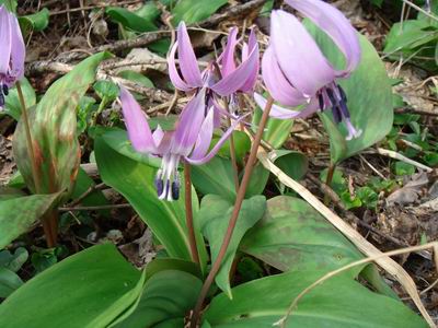 カタクリ200704152