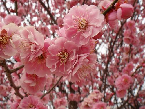 八重桜