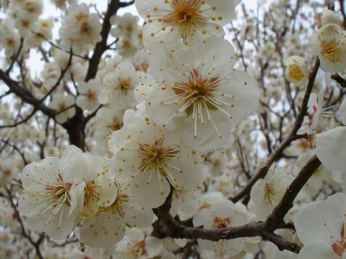 桜白