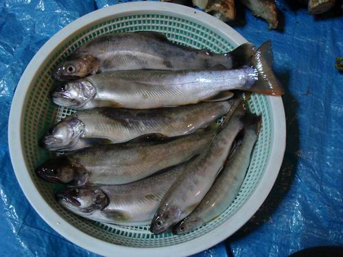 岩魚20060527
