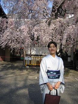 都をどり・歌舞練場前の枝垂桜