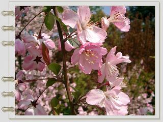 桜＠和平公園1