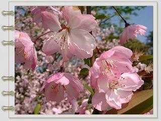 桜＠和平公園2