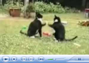 猫のおもしろ動画　和み系