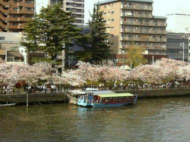 0411屋形船と桜