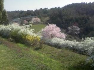 0407雪柳と桜