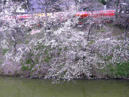 0401お堀の桜