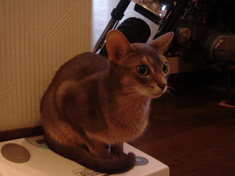 2007-09-06 出待ち猫にゃ～～
