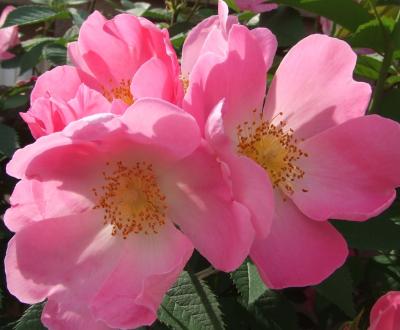 ロサ・エグランテリアかコンプリカータ？