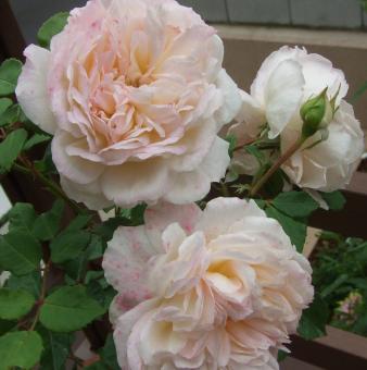 クロッカスローズ