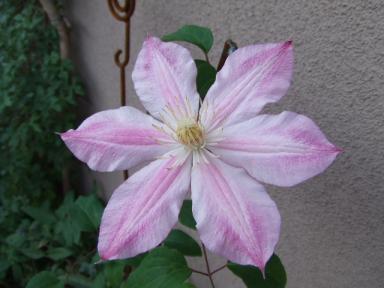 ﾔﾙﾃﾝｽｷｰ･ｴﾁｭｳﾄﾞ