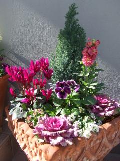 １２月の寄せ植え