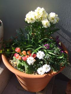 １２月の寄せ植え２つ目
