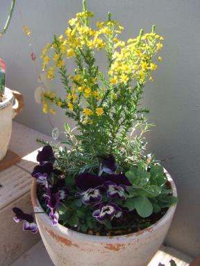 １月の寄せ植え