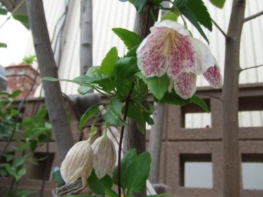 クレマチス・・ﾌﾚｯｸﾙｽ