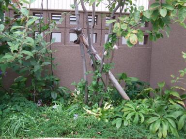 ジューンベリーにﾌﾚｯｸﾙｽ