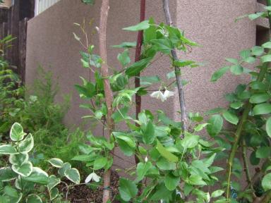 クレマチス・・ｼﾙﾎｻ