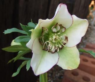 ピコセミダブル