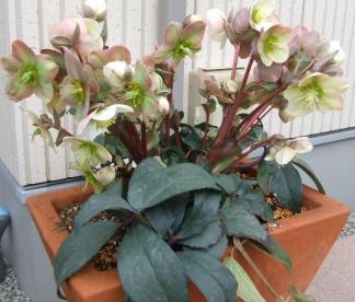 エリックスミシー