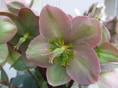 エリックスミシーのアップ