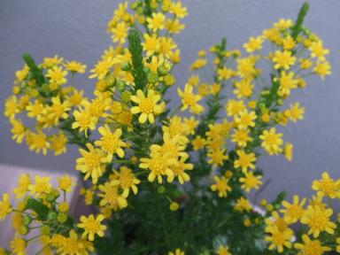 ゴールデンクラッカー