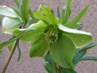 グリーンシングル