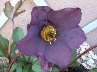 ブラックシングル（花芯黄）