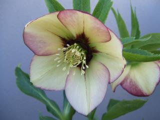 イエローシングルフラッシュ