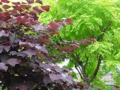 アメリカハナズオウ2