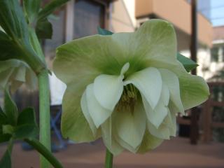 クリームダブル