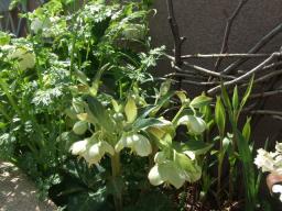 庭植えクリロ12