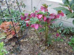 庭植えクリロ13