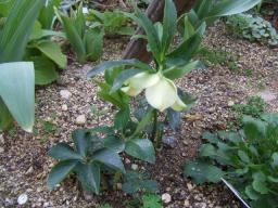 庭植えクリロ14