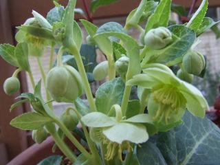 葉っぱもホワイト系