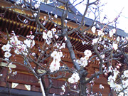 湯島天神の桜