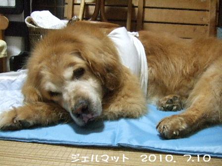 ジェルマット.JPG