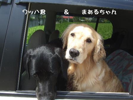 まあるちゃんとワッハ君.JPG