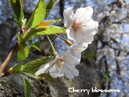 Cherry blossoms.JPG