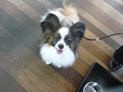 ドッグガーデン店内にて。まお