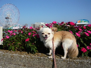 観覧車とメル。