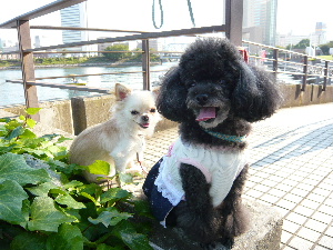 チャコとメル。