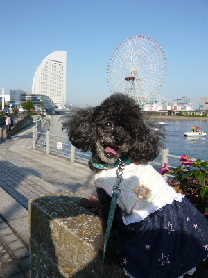 観覧車とチャコ。