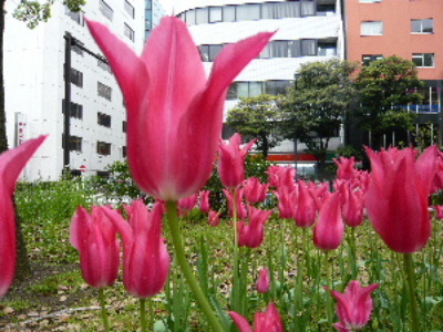 チューリップ・アップ