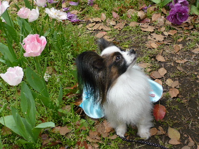 まおとチューリップ