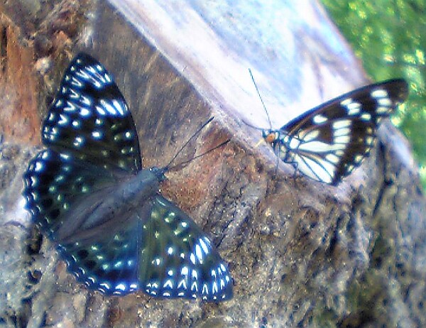 V401sh050721スミナガシとゴマダラチョウ