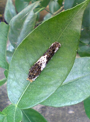 V401sh050625あげはの幼虫